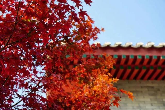 海淀这个免费公园，“藏”着秋天的所有颜色——