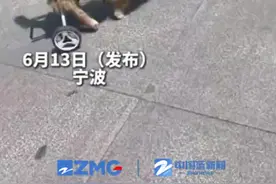 女子为流浪的残疾狗狗装上辅助轮椅 网友：它真的很坚强图片