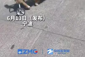 女子为流浪的残疾狗狗装上辅助轮椅 网友：它真的很坚强图片