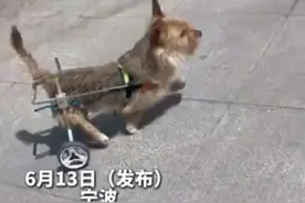 女子为流浪的残疾狗狗装上辅助轮椅 网友：它真的很坚强图片
