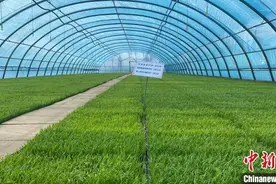 黑龙江省水稻育秧基本结束 7.8万亩水田完成插秧图片