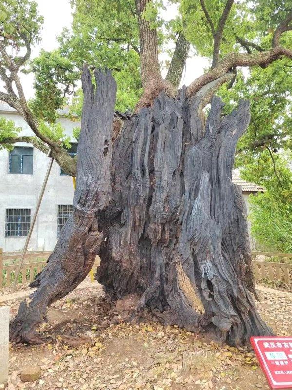 一路可赏多棵百岁古树，武汉推荐6条古树特色游线