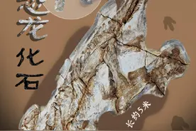 距今约1.35至1.31亿年的恐龙化石长啥样图片