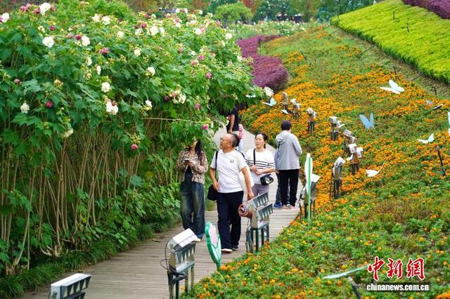 成都天府芙蓉园花开满园：吸引市民游客簇拥赏花拍照