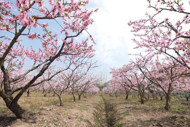 春天追花，冬日摘柚，这个小城是懂浪漫的！
