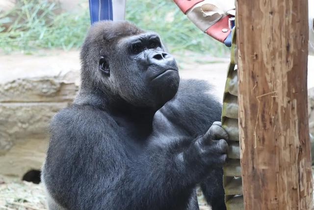 南京红山森林动物园最新通知：免费！