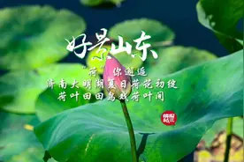 好景山东·明湖赛荷|济南大明湖夏日荷花初绽，鸟戏荷塘相映成趣图片