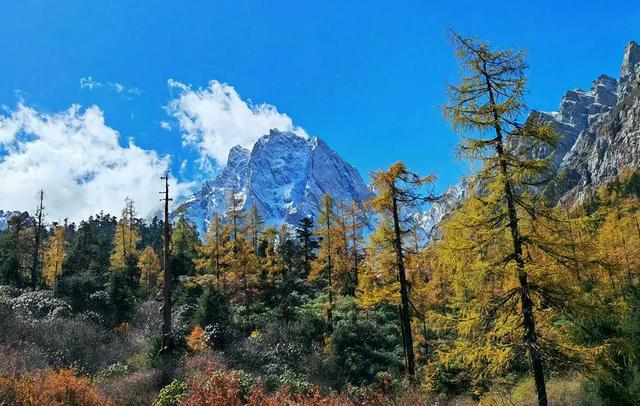 青睐绵阳 ‖ 红透了!周末去平武,沿着“百里彩林走廊”看一场雪山彩林“大片”~