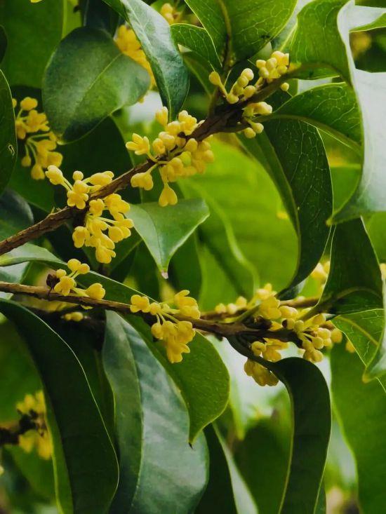 上海第一缕桂花香已到货！秋季“限定款”来了