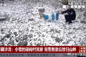 奶凶奶凶的小雪豹误闯村民家获救助图片