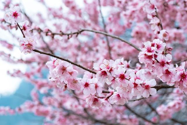 林芝·粉——世界屋脊的桃花源记