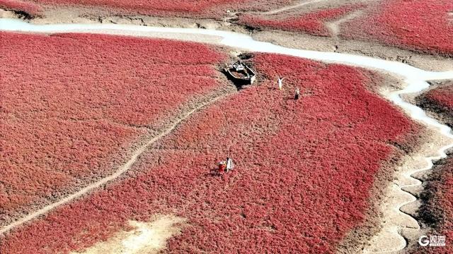 红了红了！青岛这片海滩刷屏，现场超壮观，不少人已赶去打卡，错过要再等一年……