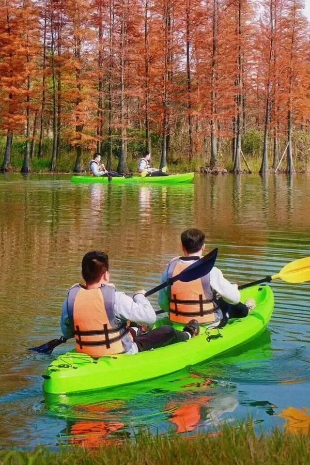 成都限定红！水杉最美季节上线，赶紧打卡