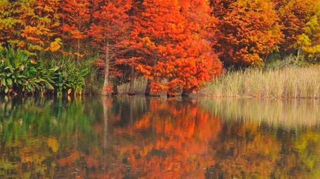 冬日限定，色彩斑斓的普者黑红杉林