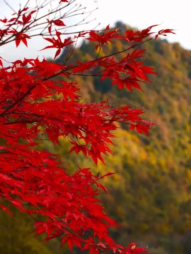 明天，到大邑“奔县”去！