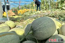 【中新观陇·酒泉金塔周】“甜蜜事业”的天时，地利与人和图片