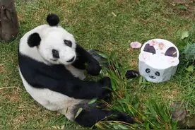 墨西哥为大熊猫“欣欣”庆祝34岁生日图片