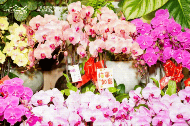 一“梅”出圈，玩出新花样！