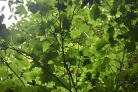 哀牢山国家级自然保护区新平片区首次发现极小种群“明星物种”漾濞槭图片