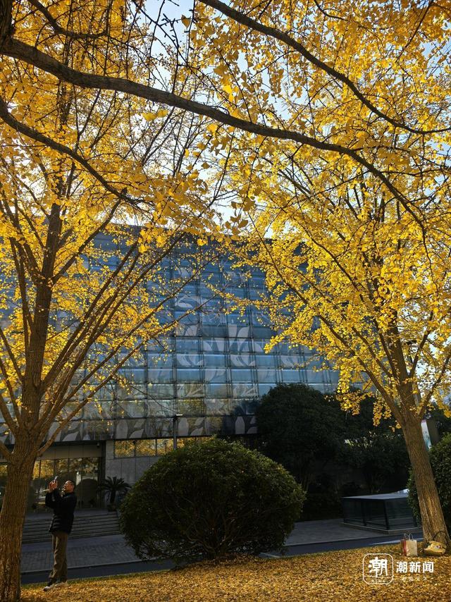 限定金色浪漫！杭州这处新晋银杏打卡点火了，坐标市民中心