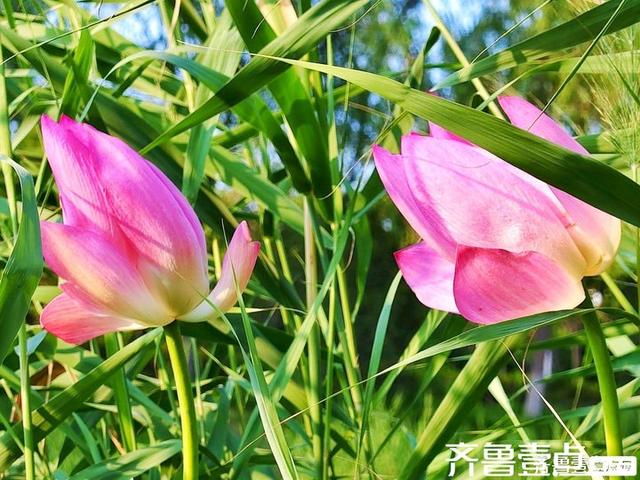 壹点号·秀山东｜济阳：黄河岸边，邂逅夏日清欢