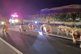 辛苦了！百头猪高速乱窜交警路政3小时抓回图片