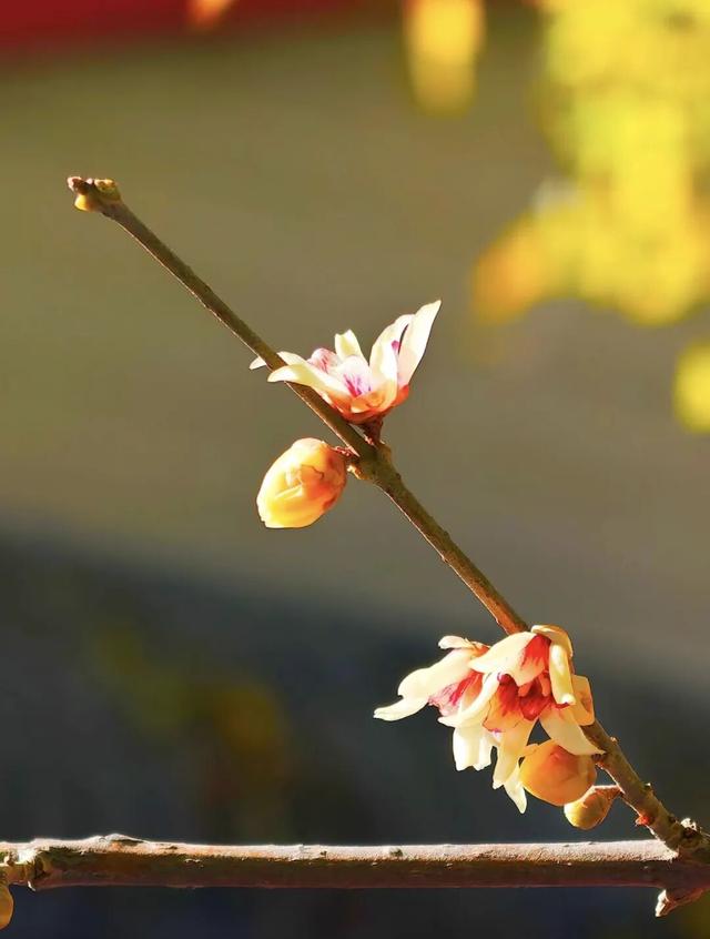 太惊喜！北京第一波蜡梅开啦！就在——