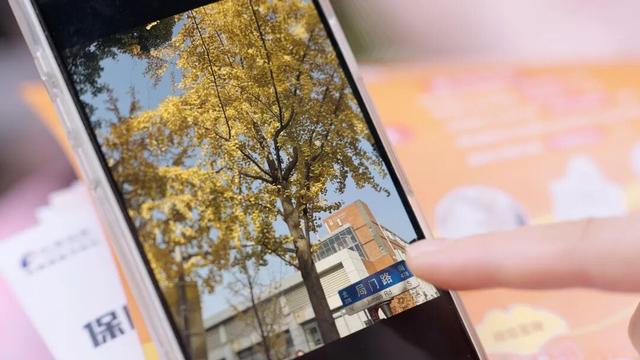 赏银杏，逛“杏运满巷”市集