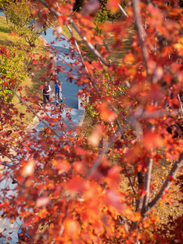 上海市区免费公园的枫叶大道红了！还有通往 “欧洲城堡” 的绝美旋梯→