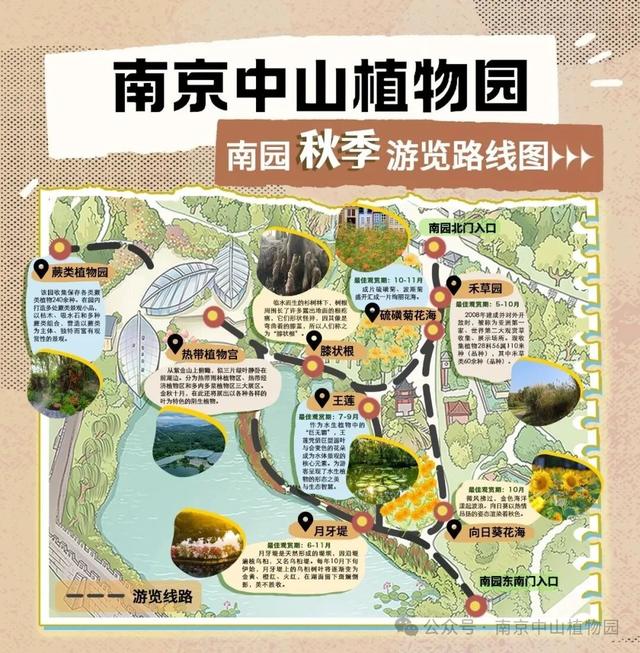 呀！南京的秋天掉地上啦
