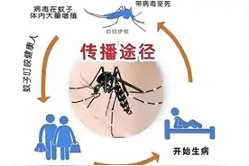 警惕基孔肯雅热与登革热，防治虫媒传染病图片
