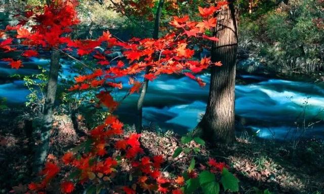 不来珲春，怎知秋色如许？（惊艳美图来袭）