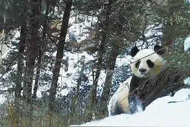 大熊猫清晨“打卡”甘肃白马河图片
