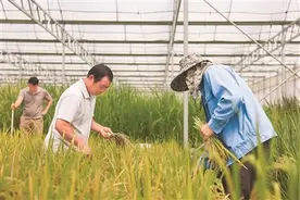 智慧育种开启种业创新新赛道图片