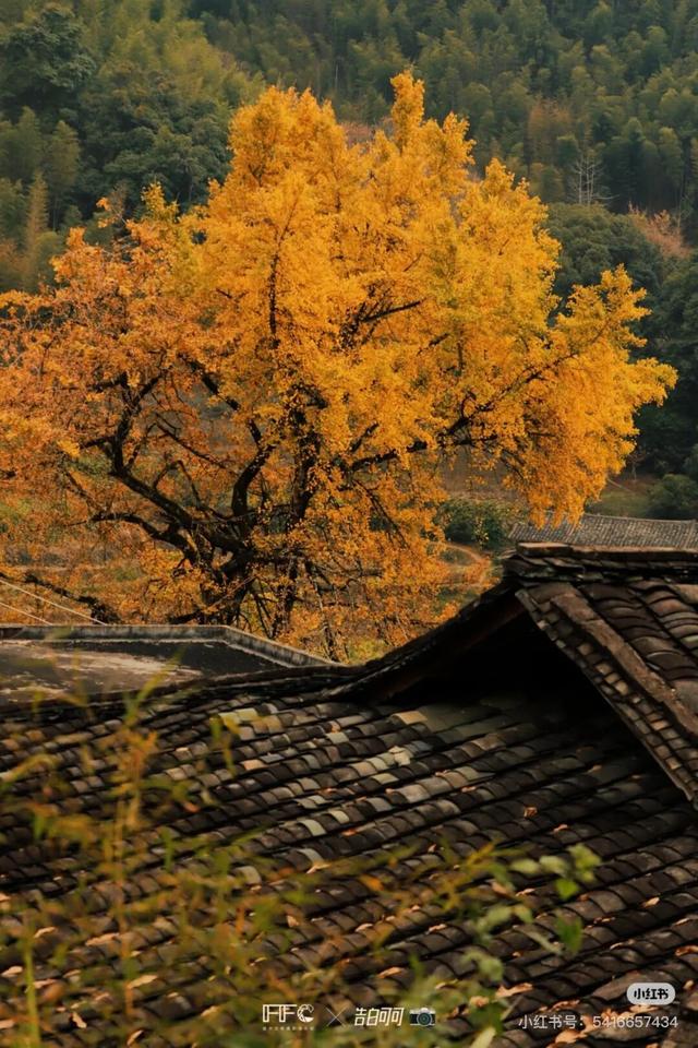 航旅融合 | 抽免费机票，来三明欣赏不一样的初冬景色！