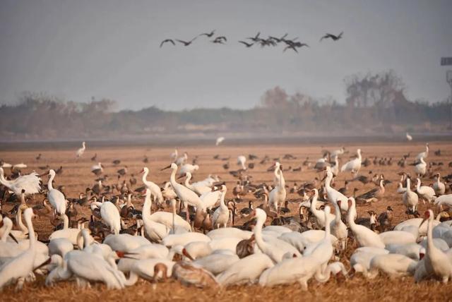元旦去哪儿？来江西，赴一场候鸟之约