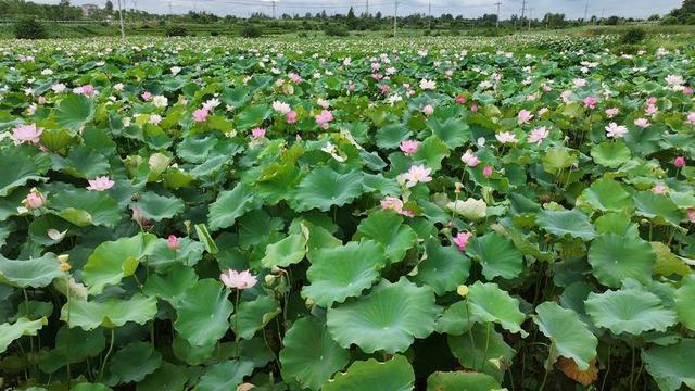 团风：这些绝美的夏日限定壁纸藏不住了
