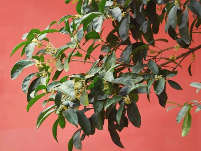 包出片的~城厢古城桂花打卡计划，走起→