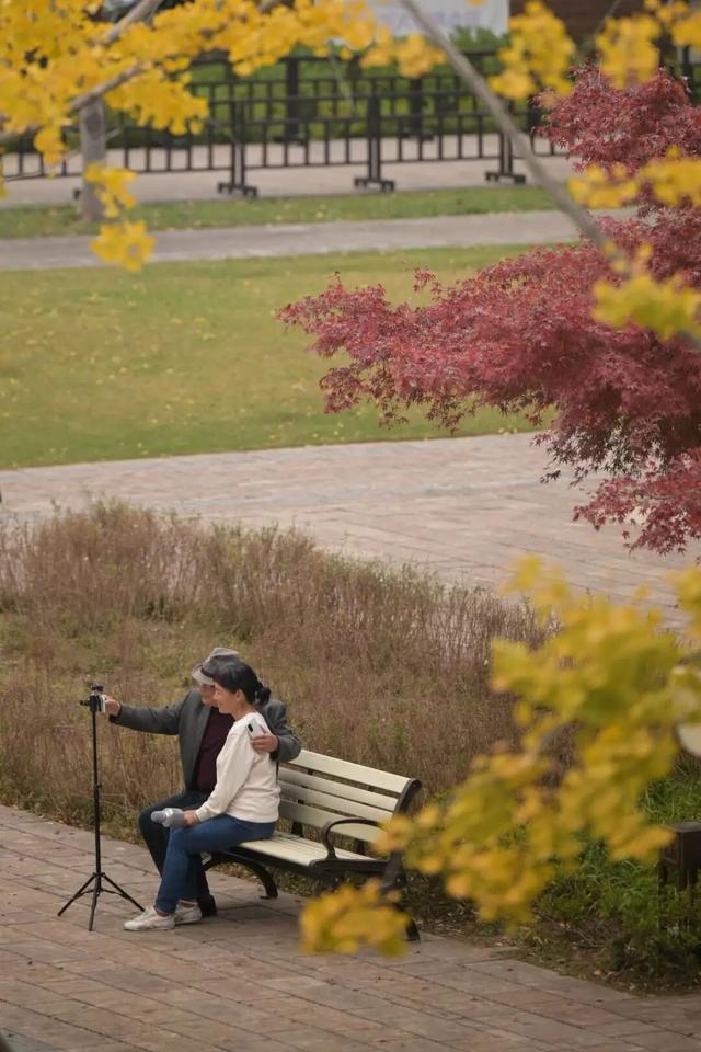 想你的“枫”，红了！终于红了！