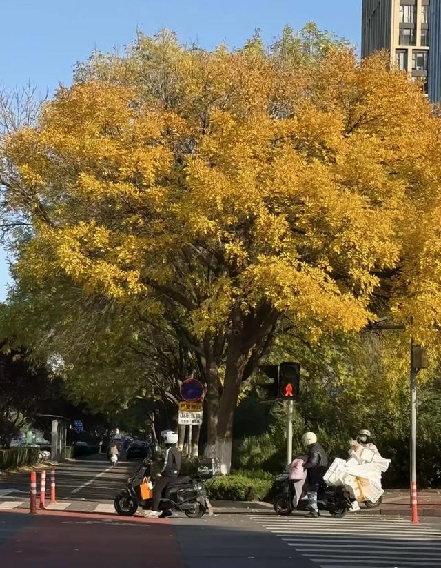 漫步日照之秋 | ① 巨好看！山东路的一颗秋天！