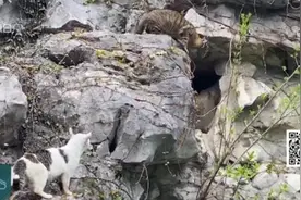 上海知名公园流浪猫被虐！获救之后，猫咪们又将何去何从？图片