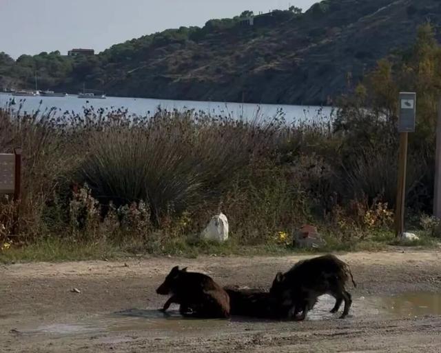 西班牙旅行随笔之加泰罗尼亚（上）