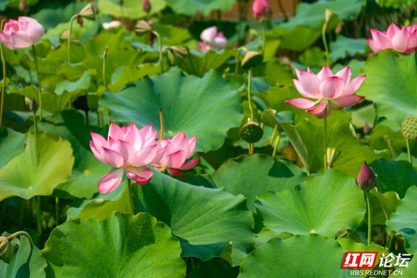 湘南荷韵永州情：那一池乡愁刻进骨子里