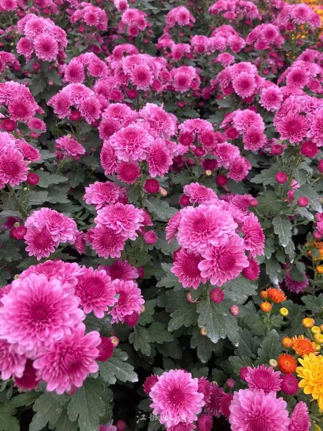 官宣：11月1日起，持续一个月！很多武汉人等了一年