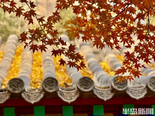 冬藏“枫”景！太清宫百年红枫进入最佳观赏期