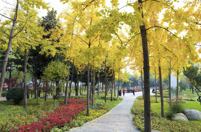 曲江银杏观赏季丨漫步金色世界，享受秋日时光