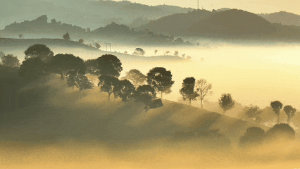 普洱竜竜坝茶园晨雾鎏金，美到心醉