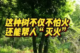 植物也能灭火！湖南森林防火的这些“好帮手”你见过吗图片