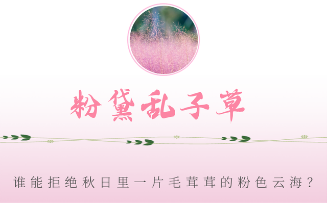 心动！宿城又涨“粉”了