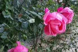 对于“老干部体”诗词，究竟应该怎么看？图片